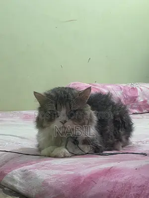 Persian Male Cat For Sell