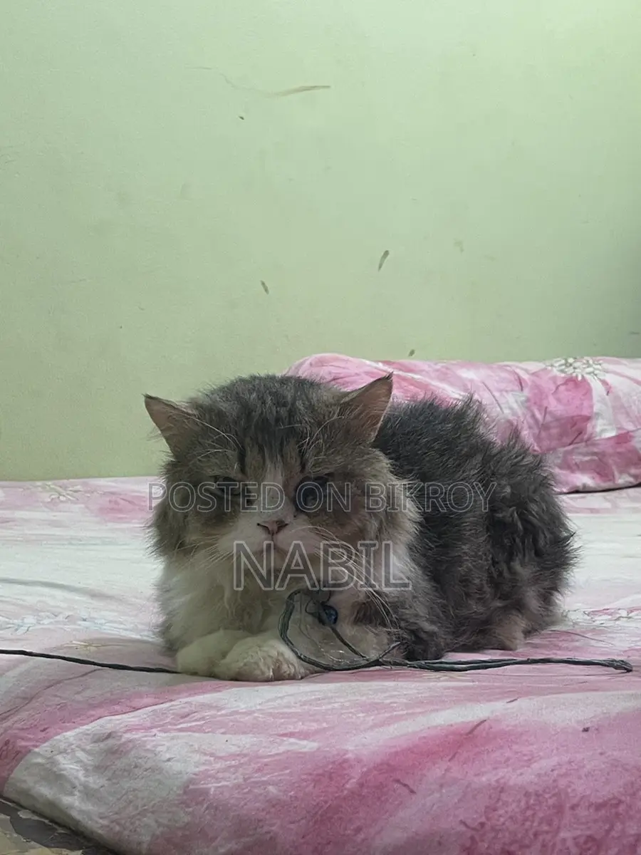 Persian Male Cat For Sell