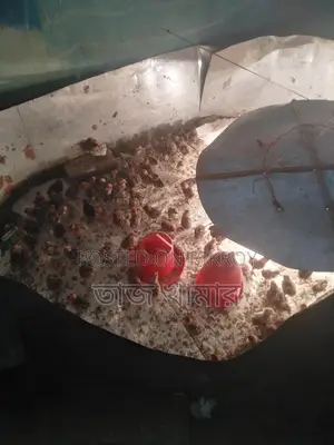 টাইগার মুরগী