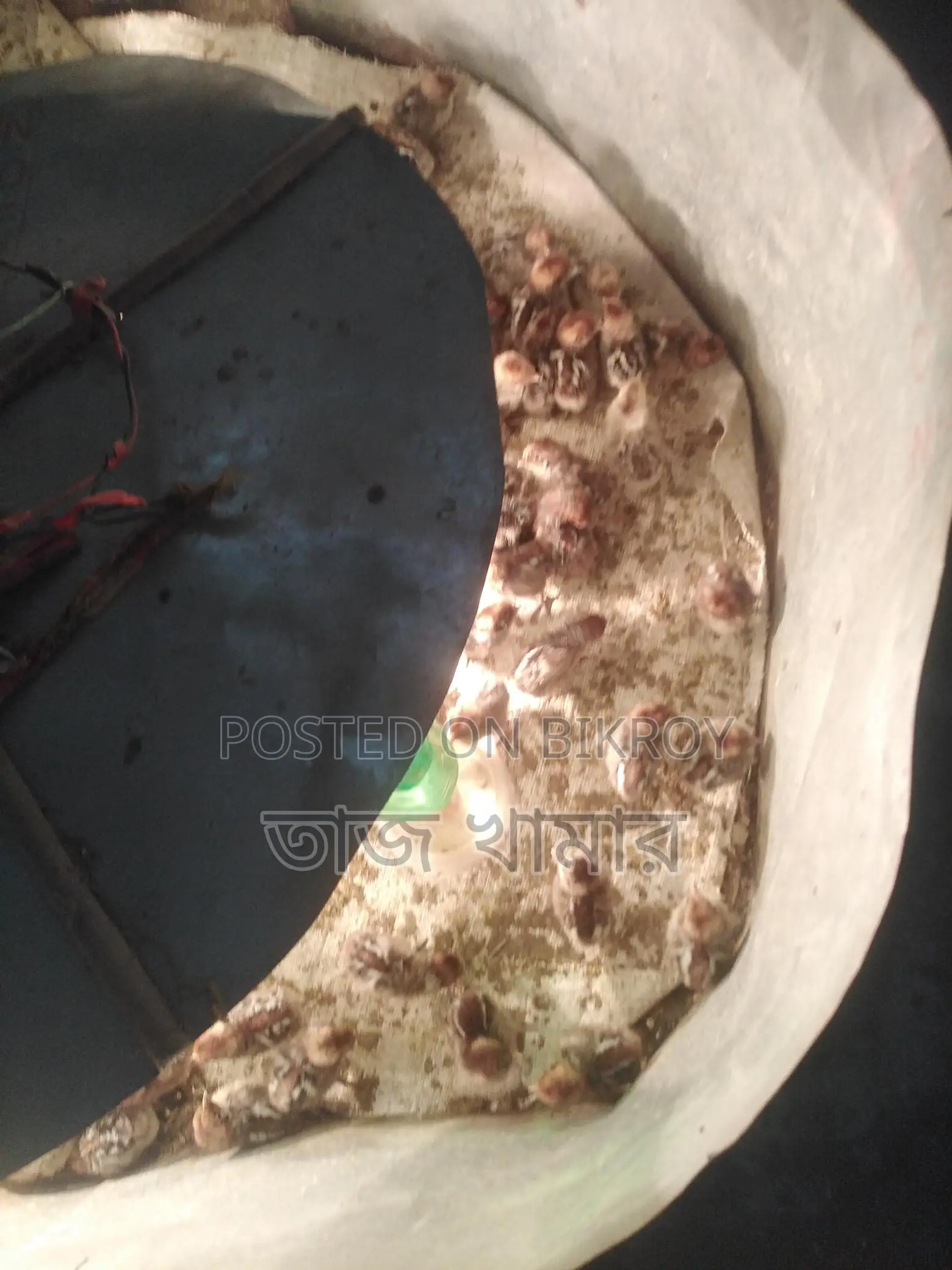 টাইগার মুরগী
