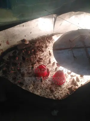 টাইগার মুরগী