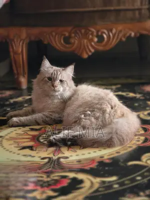 Persian Cat