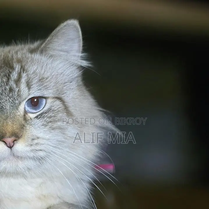 Persian Cat