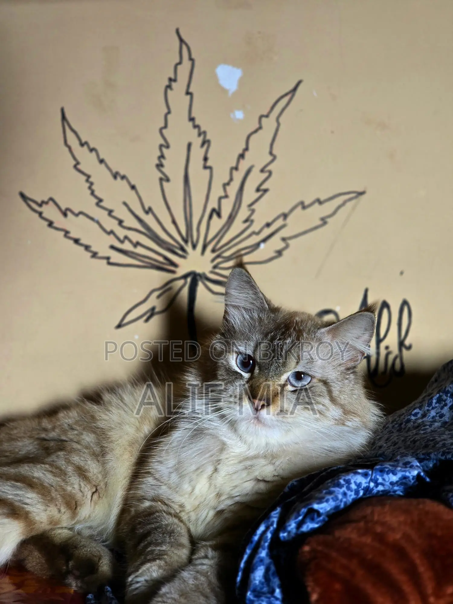 Persian Cat