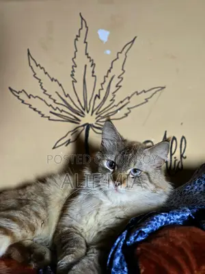 Persian Cat