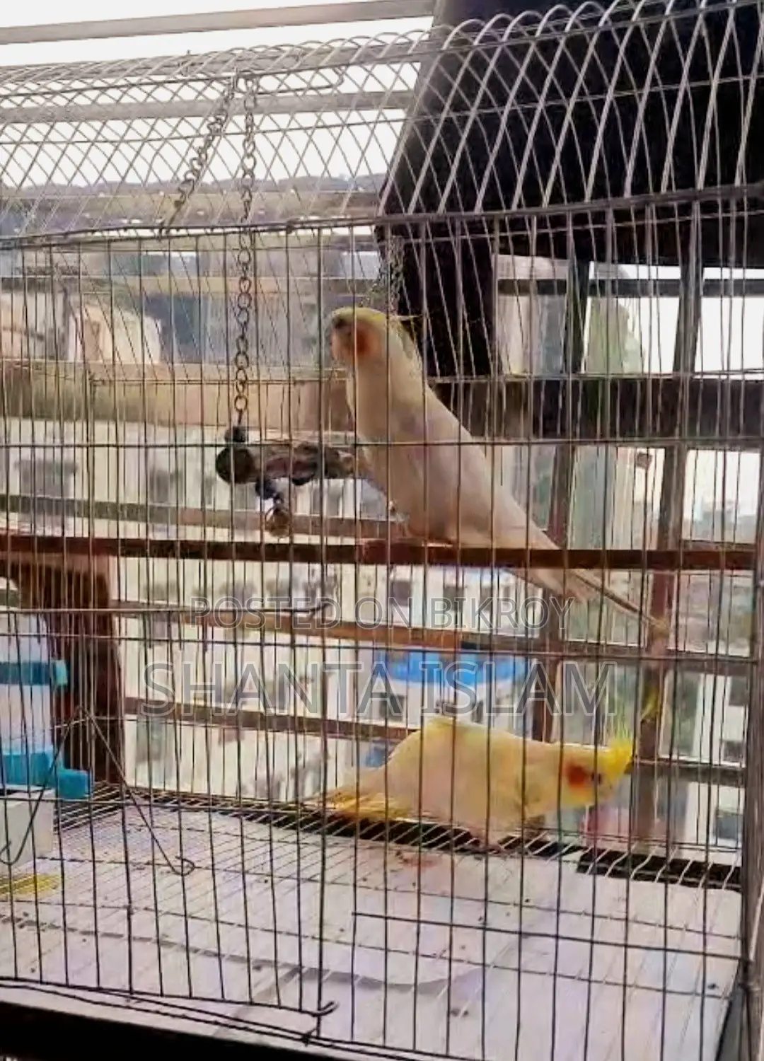 Beautiful Cockatiel Birds (Lutino + Pied Bonding Pair) for Sale