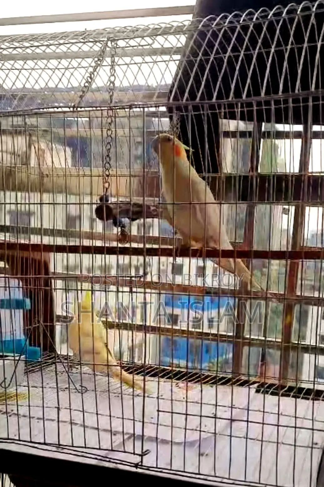 Beautiful Cockatiel Birds (Lutino + Pied Bonding Pair) for Sale