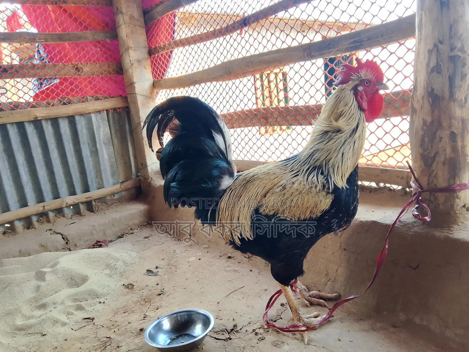 পাহাড়ি দেশি মোরগ (ফাইটার)