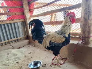 পাহাড়ি দেশি মোরগ (ফাইটার)