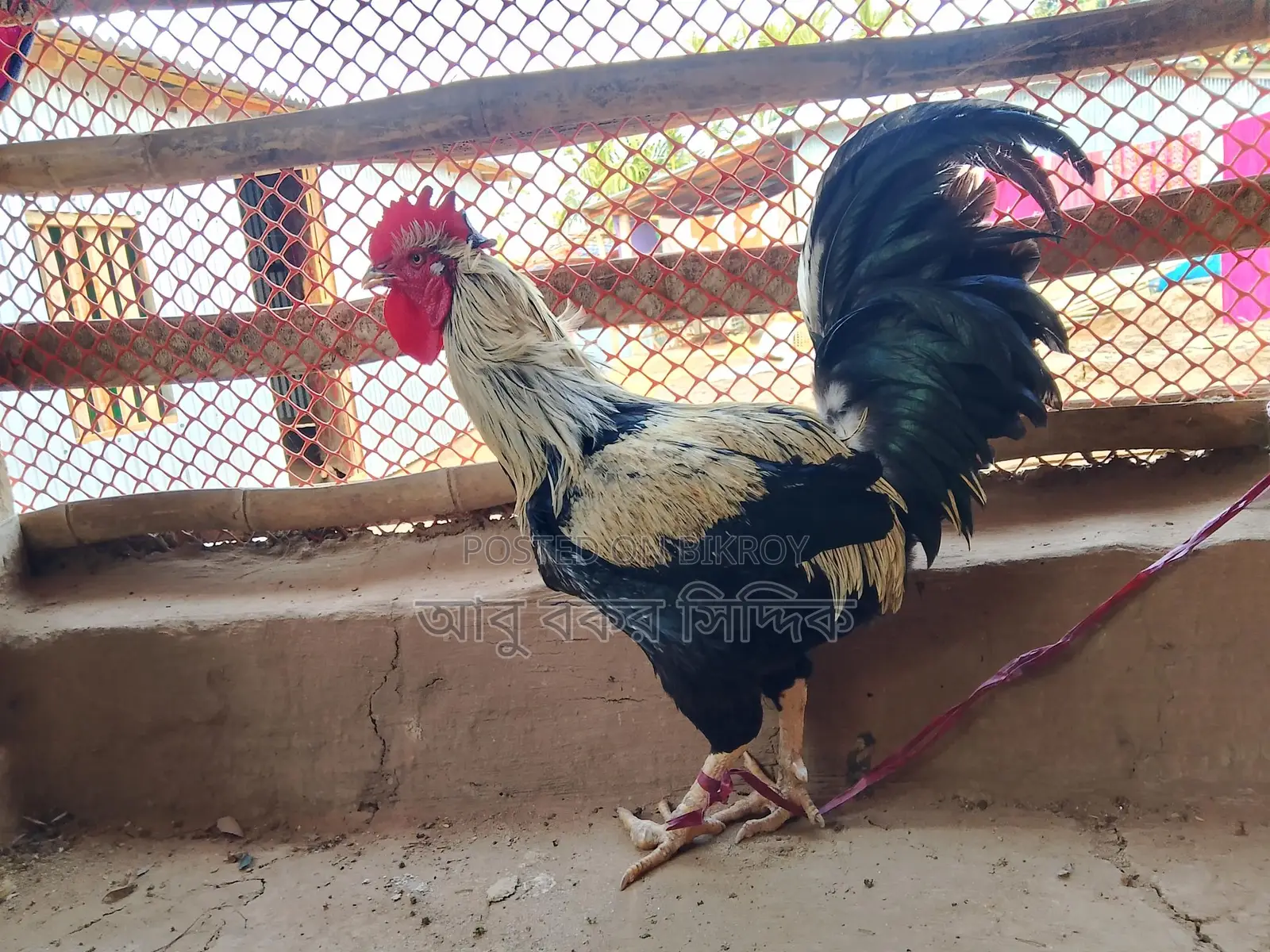 পাহাড়ি দেশি মোরগ (ফাইটার)