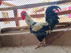 পাহাড়ি দেশি মোরগ (ফাইটার)