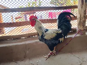 পাহাড়ি দেশি মোরগ (ফাইটার)