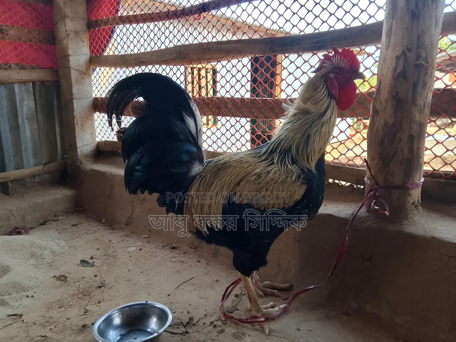 পাহাড়ি দেশি মোরগ (ফাইটার)
