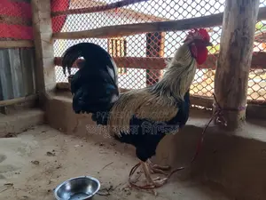 পাহাড়ি দেশি মোরগ (ফাইটার)