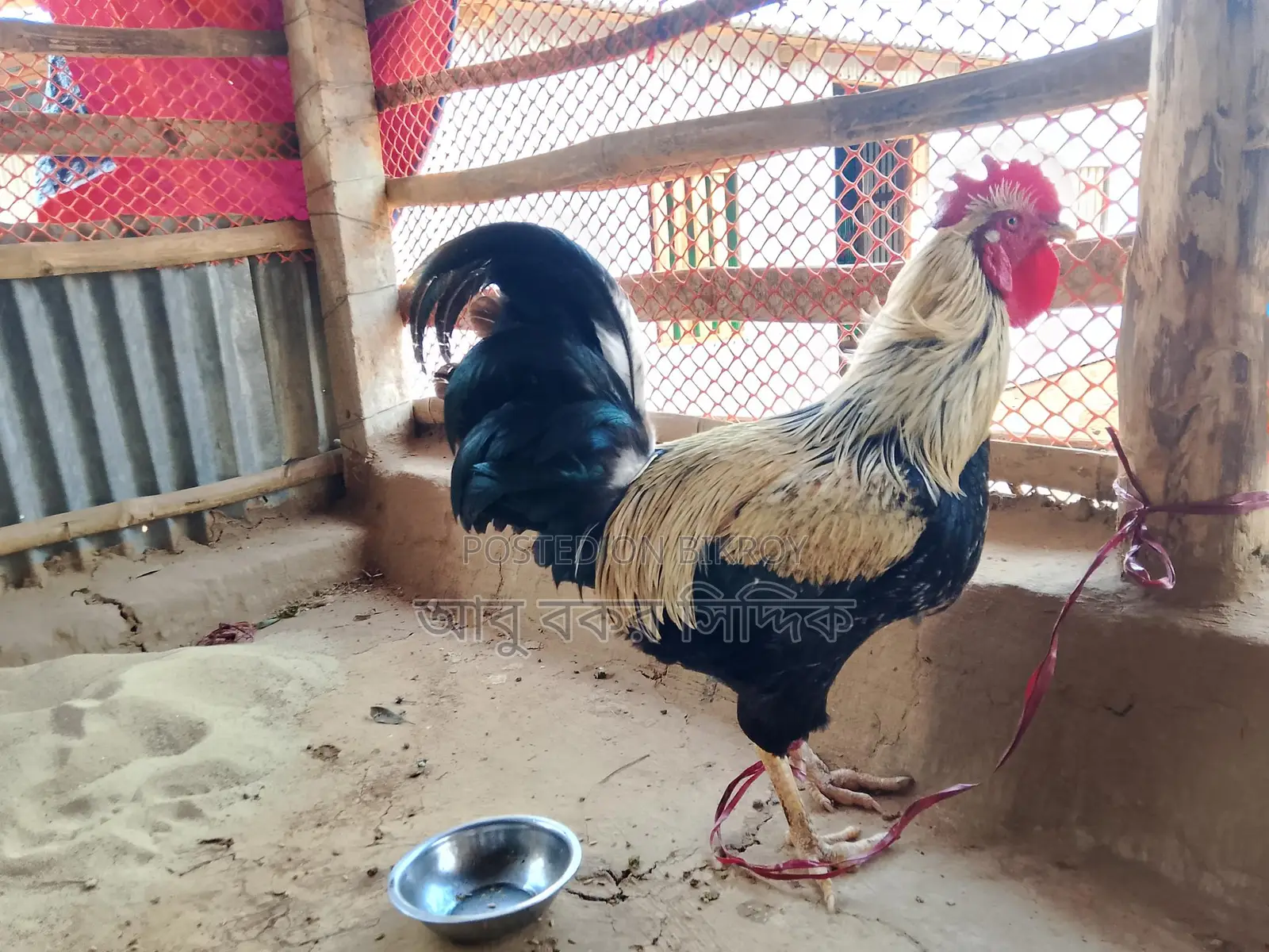 পাহাড়ি দেশি মোরগ (ফাইটার)