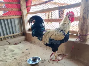 পাহাড়ি দেশি মোরগ (ফাইটার)