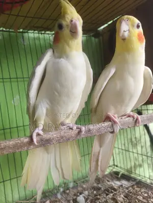 Selling a pair of Cockatiel birds.