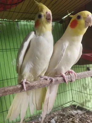 Selling a pair of Cockatiel birds.