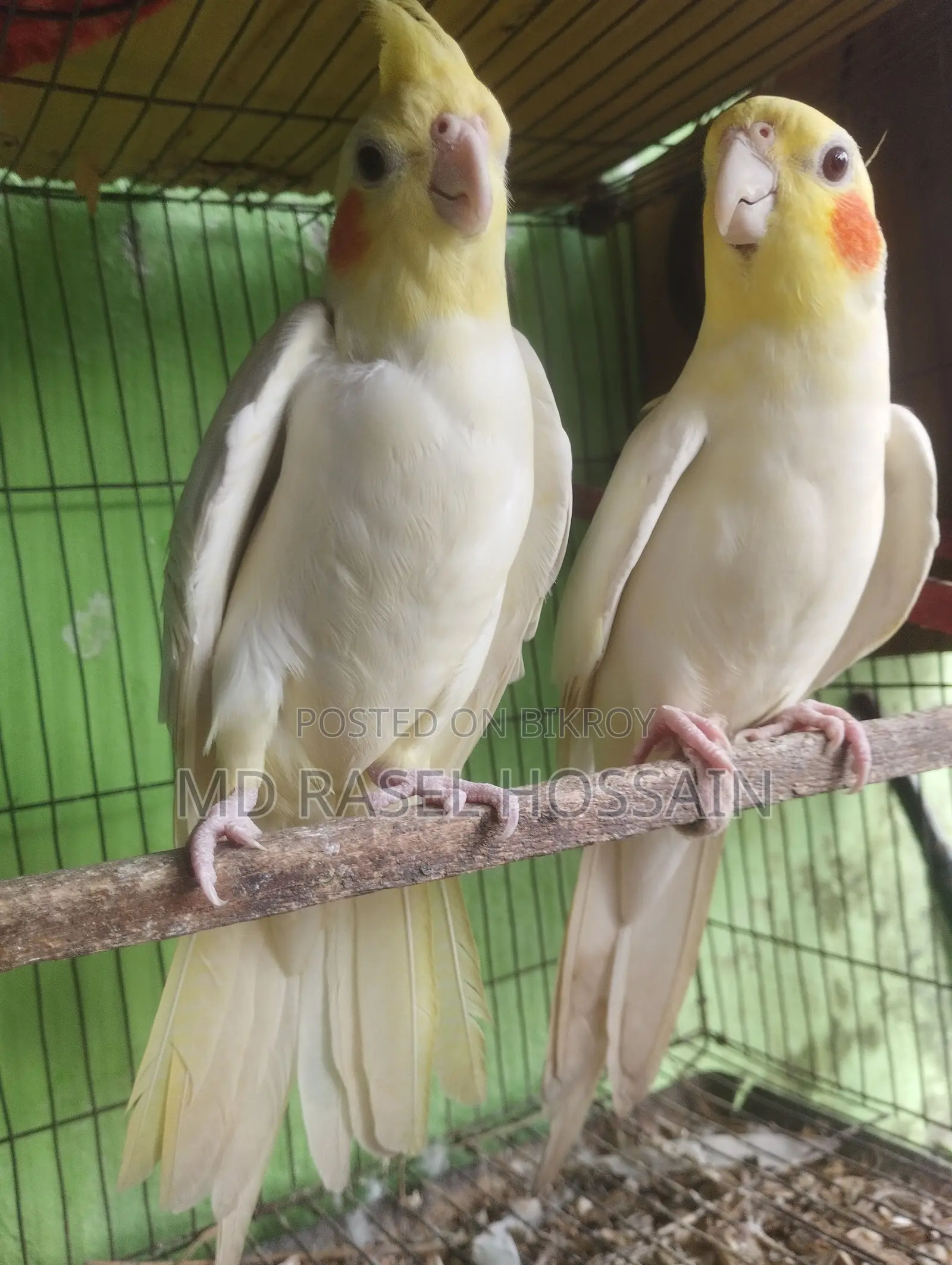 Selling a pair of Cockatiel birds.