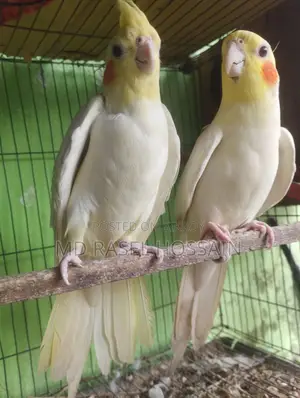 Selling a pair of Cockatiel birds.