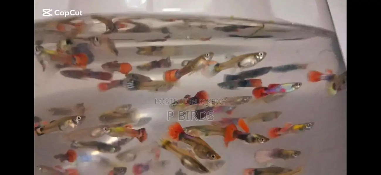 Fancy Guppy Fish