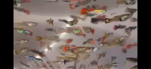 Fancy Guppy Fish