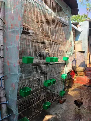 পাখির খাঁচা