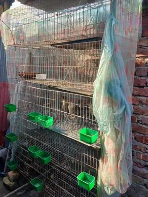 পাখির খাঁচা