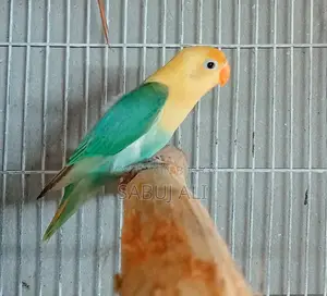 Love Bird
