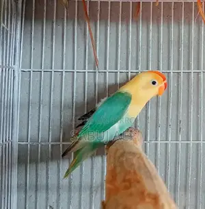 Love Bird