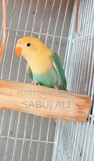 Love Bird