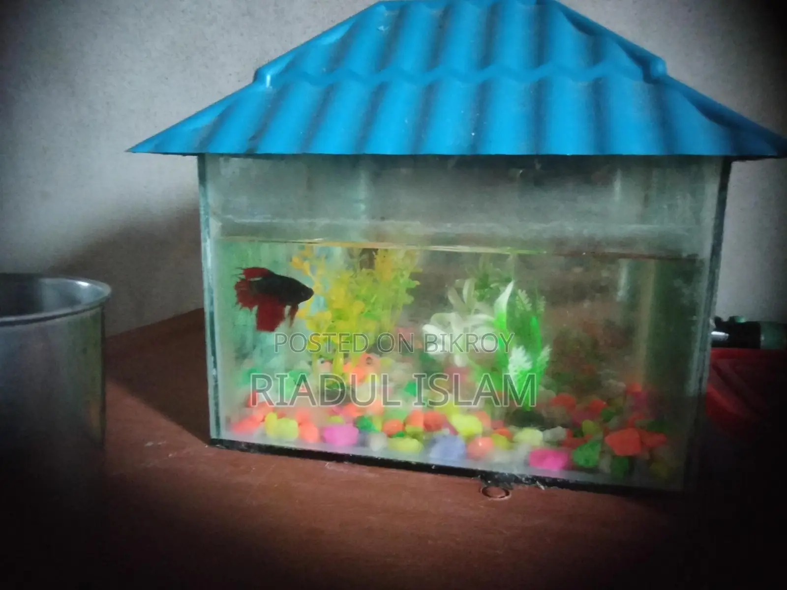 Fish for sale with aquarium