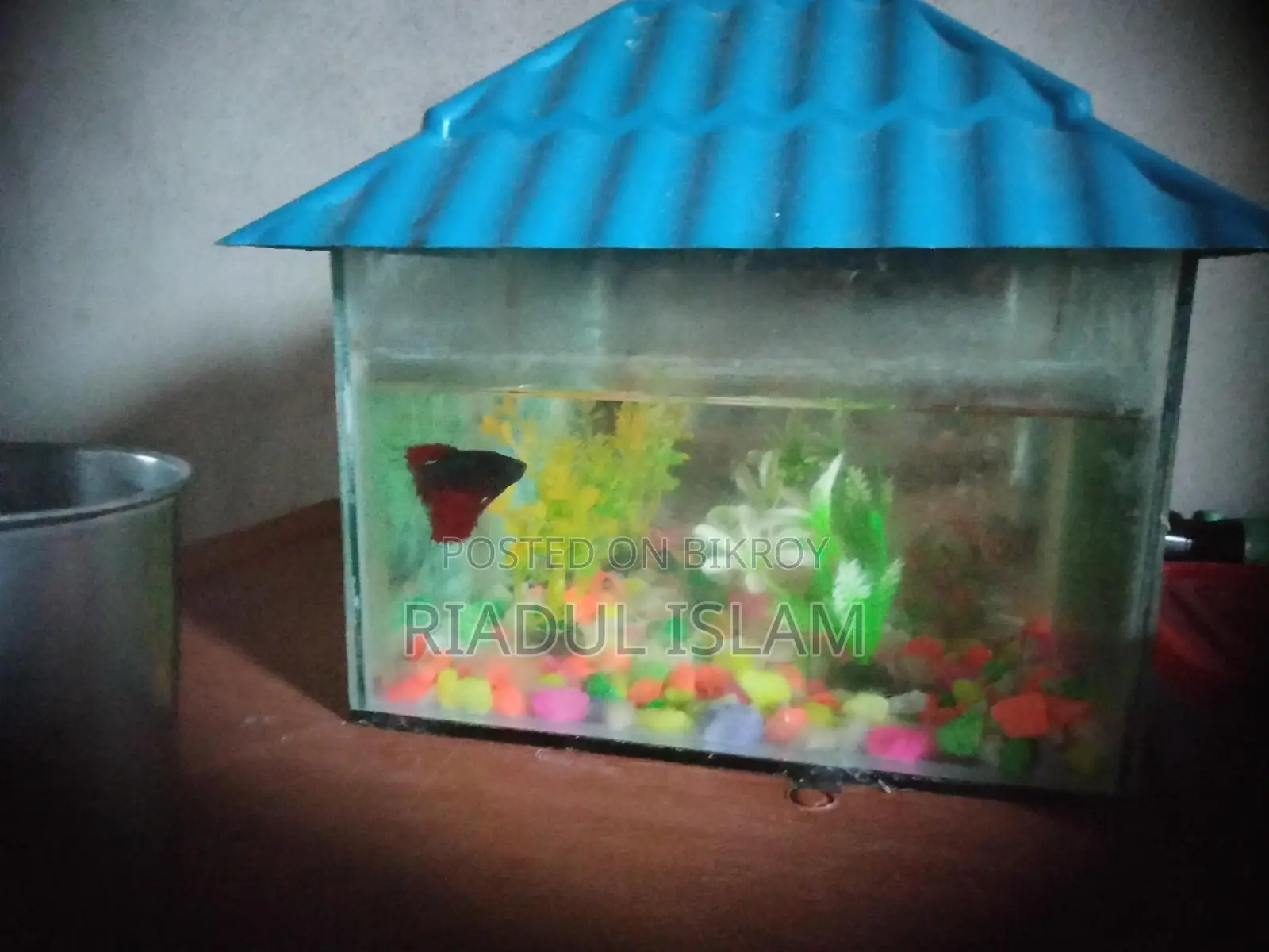 Fish for sale with aquarium