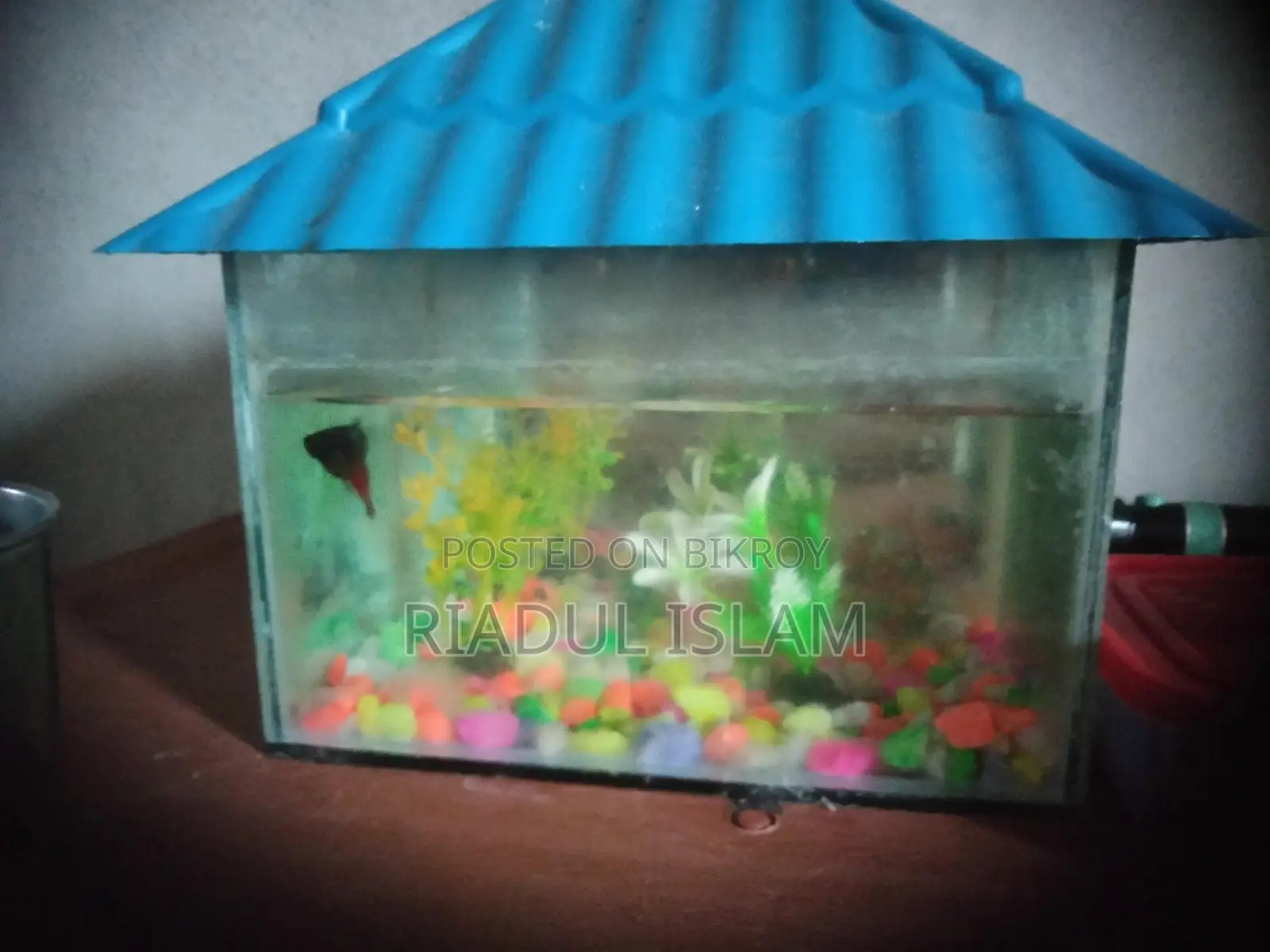 Fish for sale with aquarium