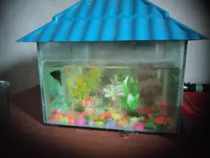 Fish for sale with aquarium