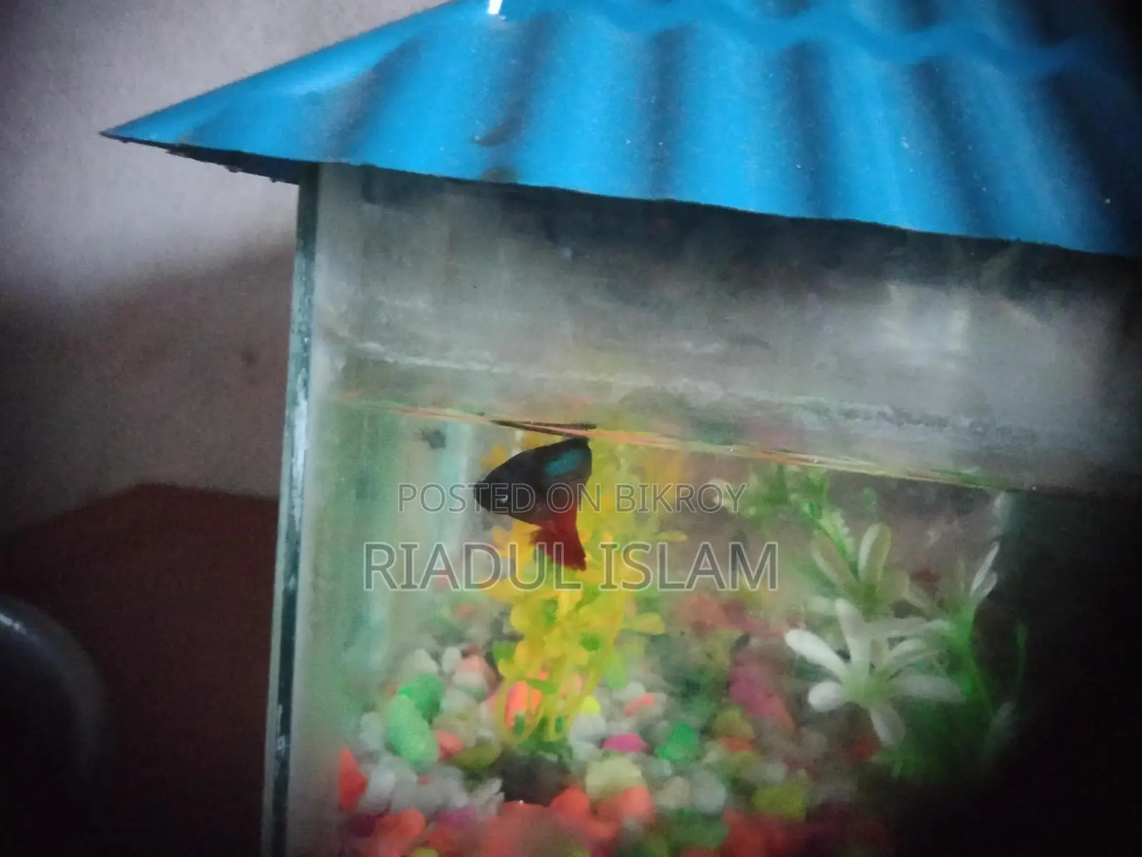 Fish for sale with aquarium