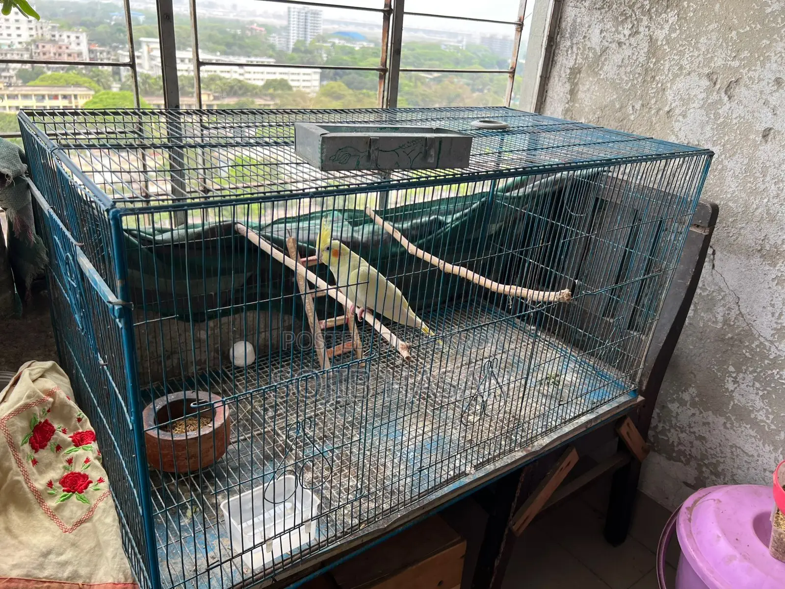 Lutino Pearl Tame Cockatiel Female