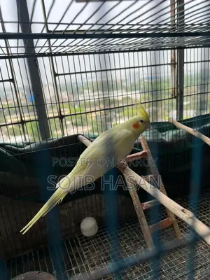 Lutino Pearl Tame Cockatiel Female