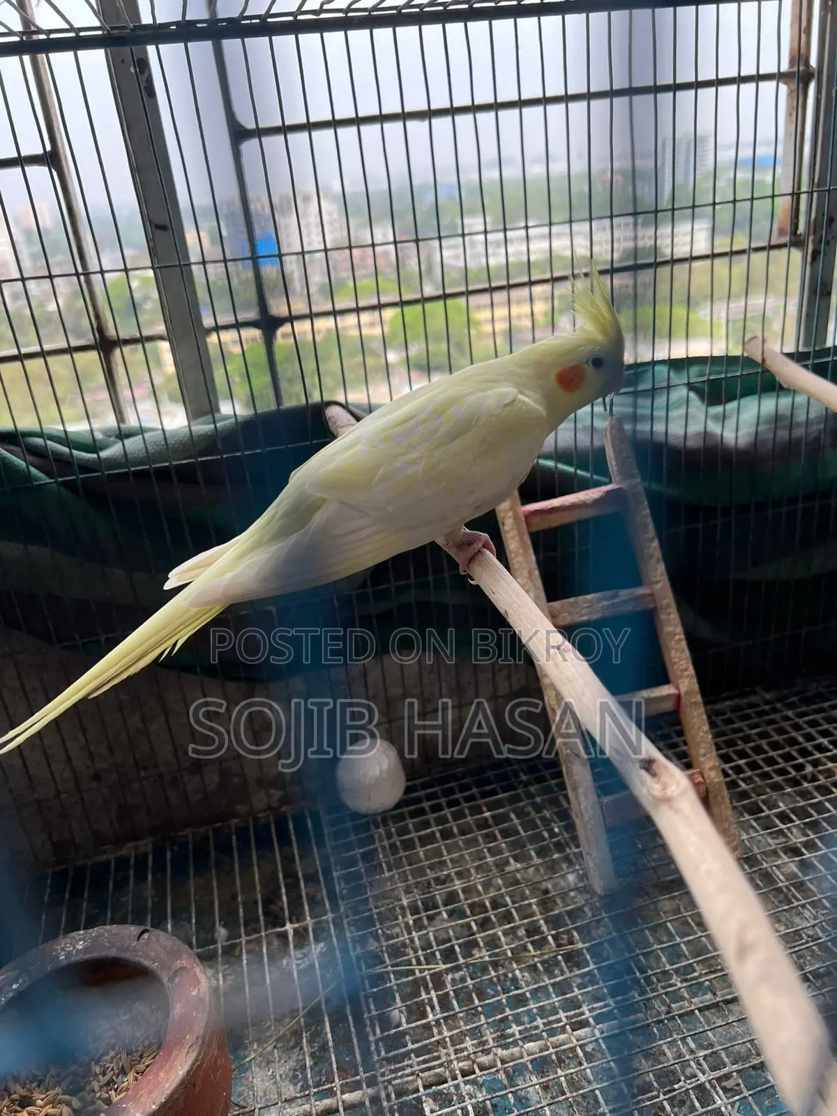 Lutino Pearl Tame Cockatiel Female