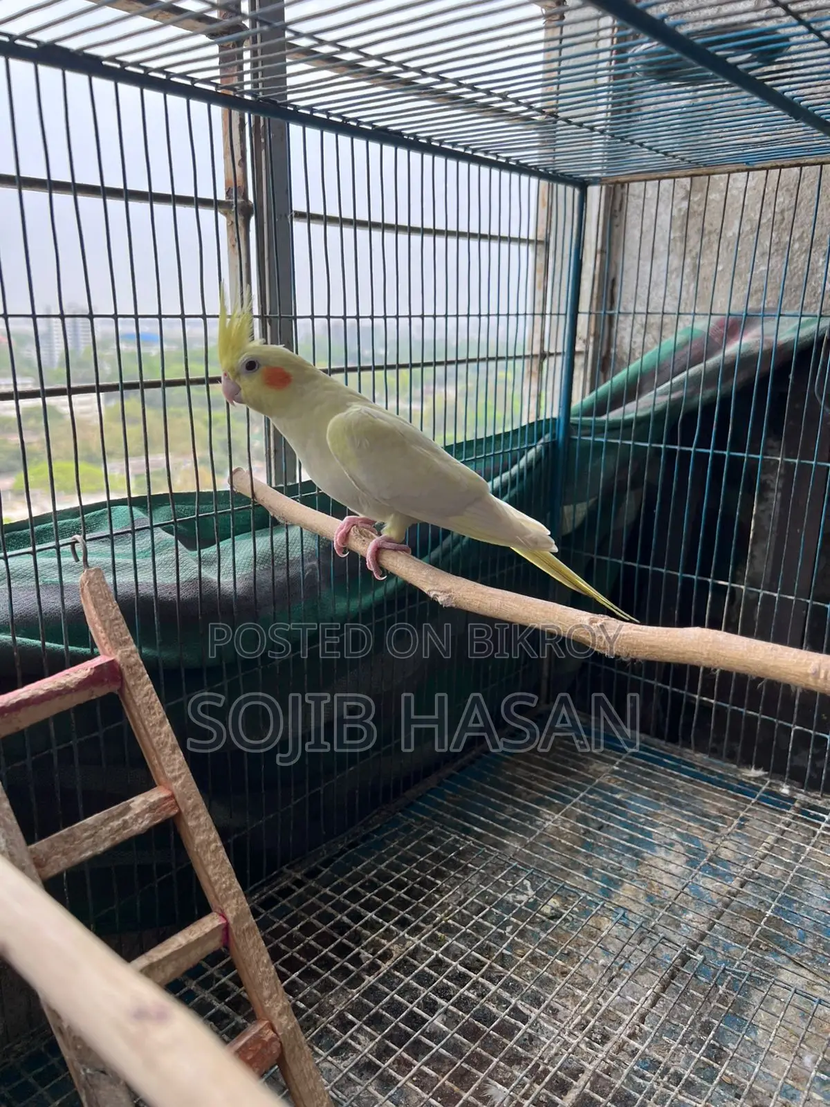 Lutino Pearl Tame Cockatiel Female