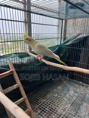 Lutino Pearl Tame Cockatiel Female