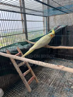 Lutino Pearl Tame Cockatiel Female