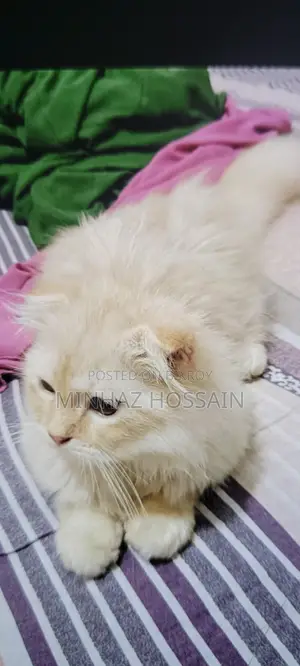 Triple Coated Persian (Long Hair)