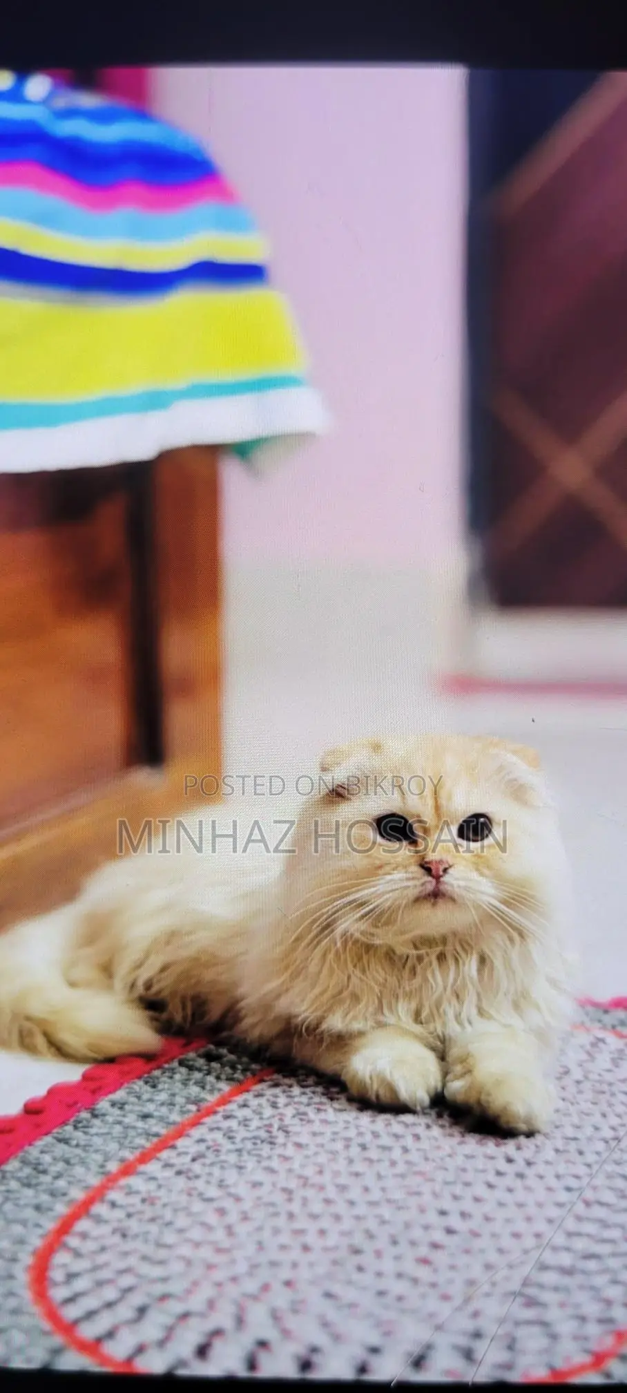 Triple Coated Persian (Long Hair)