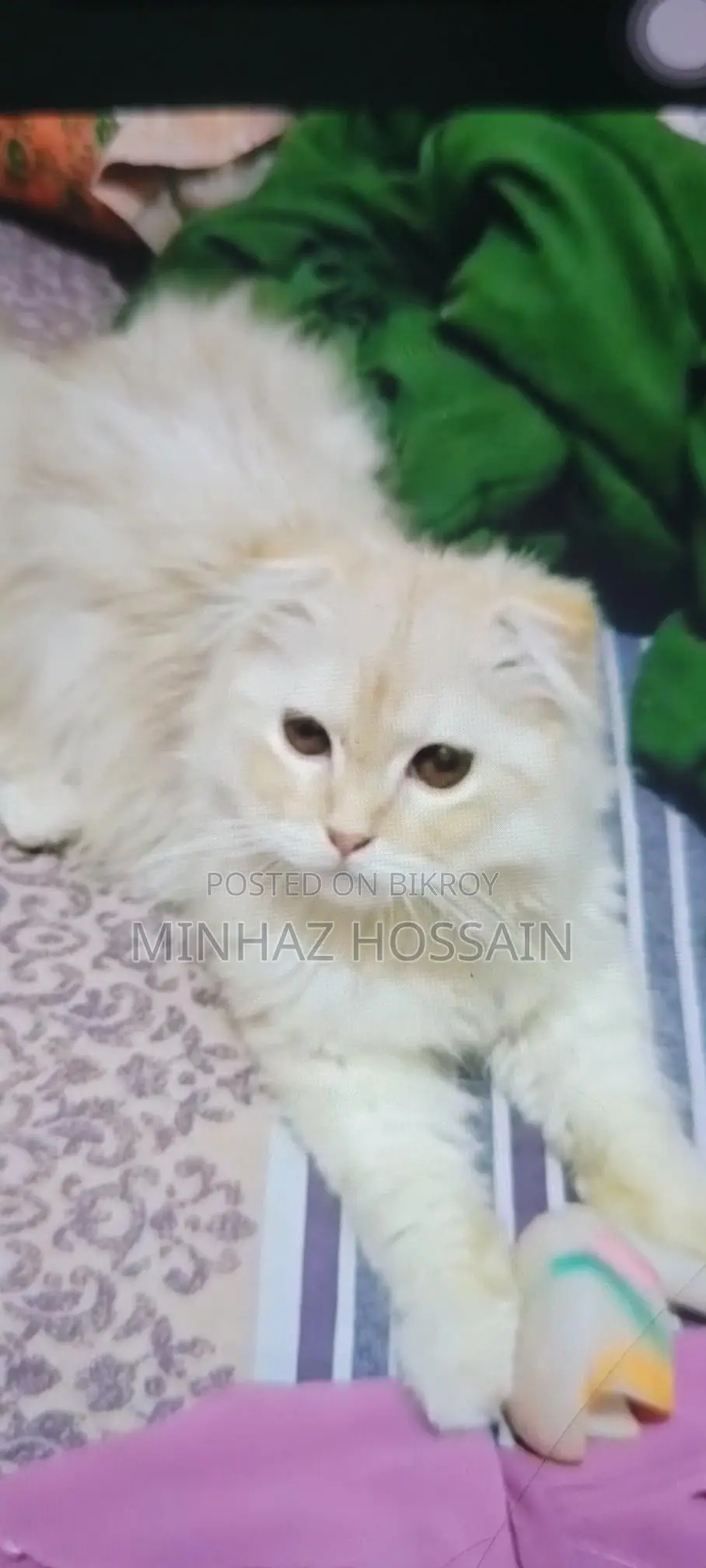 Triple Coated Persian (Long Hair)