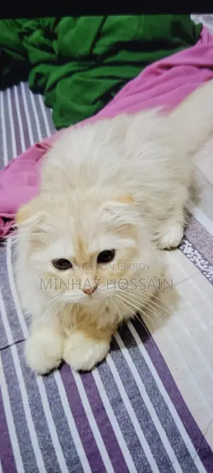 Triple Coated Persian (Long Hair)