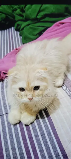 Triple Coated Persian (Long Hair)