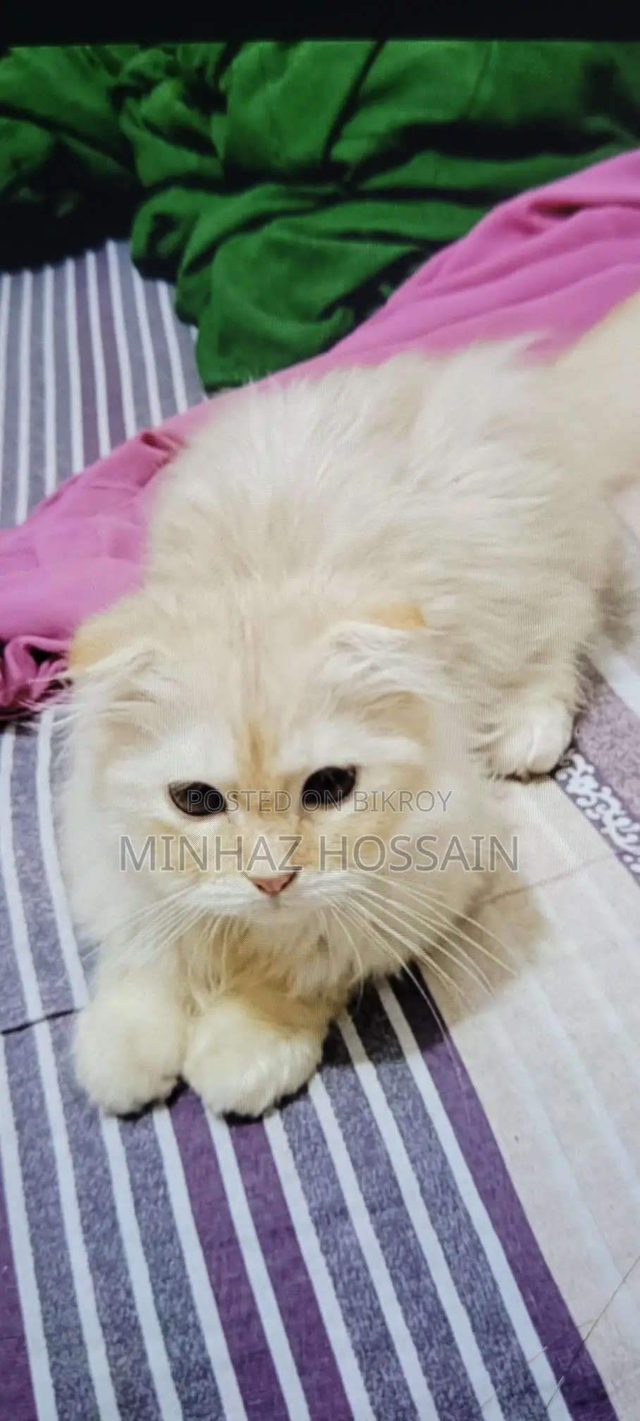 Triple Coated Persian (Long Hair)