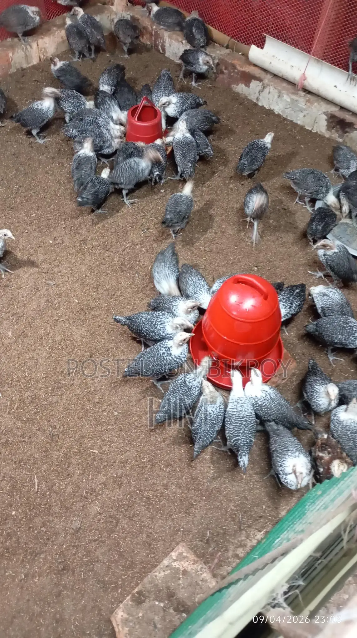 Egyptian Fayoumi Chicken