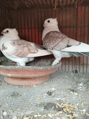 Selling Sartin Pigeons